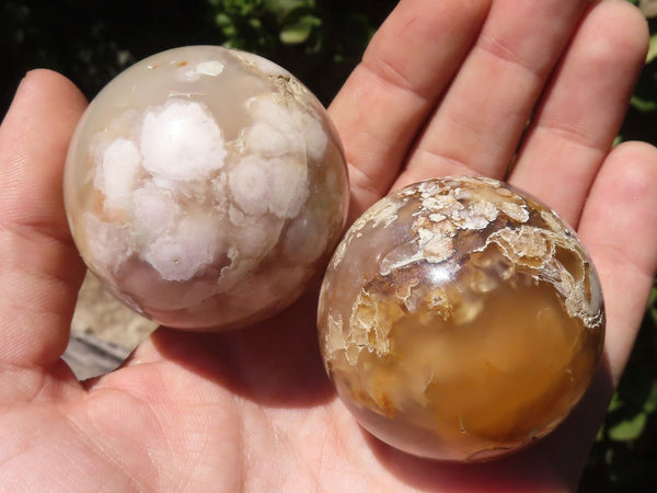 Polished Small Coral Flower Agate Spheres  x 12 From Madagascar - TopRock