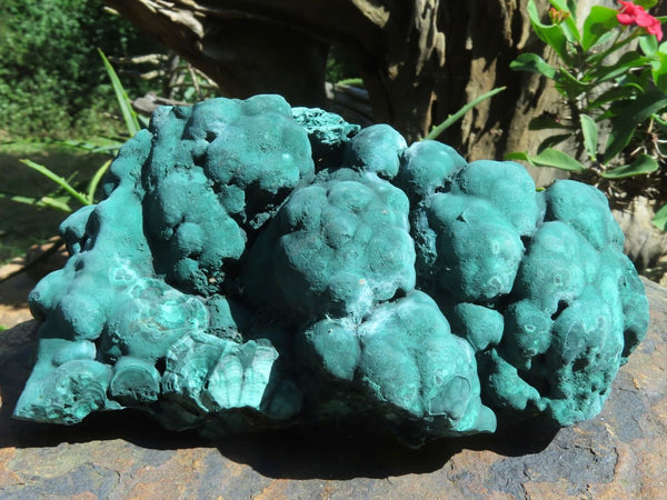 Natural Botryoidal Malachite Specimens x 2 From Congo - TopRock
