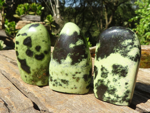Polished Stopped Leopard Stone Standing Free Forms  x 12 From Nyanga & Shamva, Zimbabwe