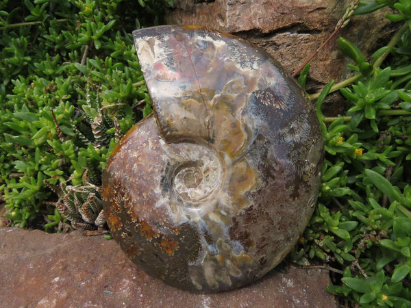 Polished Full Jigsaw With Opal Ammonite Fossil x 1 From Madagascar - TopRock