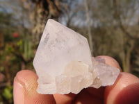 Natural Small White spirit / Cactus Flower Quartz Crystals x 35 From Boekenhouthoek, South Africa - Toprock Gemstones and Minerals