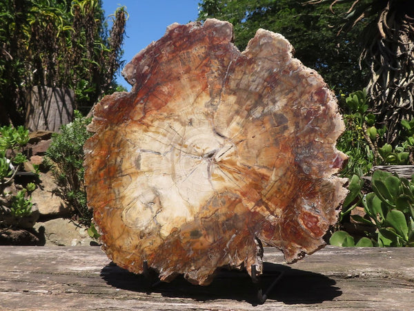 Polished Extra Large Petrified Podocarpus Wood Slice With Metal Stand  x 2 From Mahajanga, Madagascar - TopRock