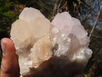Natural White Cactus Flower Spirit Quartz Specimens x 6 From Boekenhouthoek, South Africa - Toprock Gemstones and Minerals