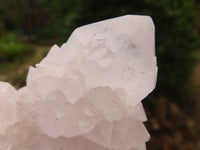 Natural White Spirit Cactus Quartz Clusters  x 6 From Boekenhouthoek, South Africa - Toprock Gemstones and Minerals