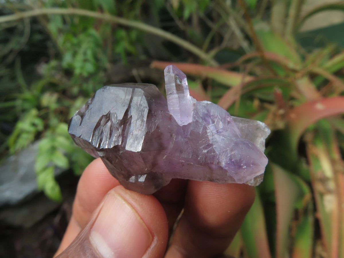 Natural Skeletal Sceptre & Window Smokey Amethyst Crystals x 35 From Chiredzi, Zimbabwe - TopRock