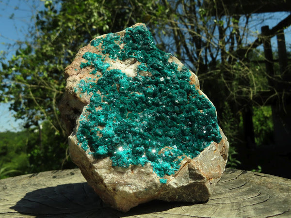 Natural Extra Large Classic Dioptase Specimen With Emerald Green Crystals On 3 Sides x 1 From Tantara, Congo - TopRock