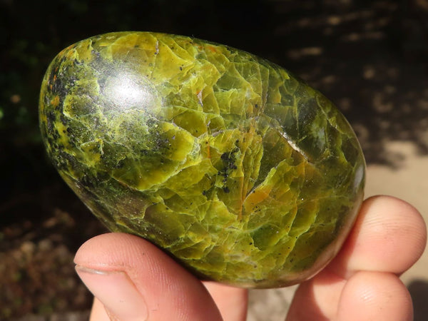 Polished Green Opal Palm Stones  x 6 From Madagascar - TopRock