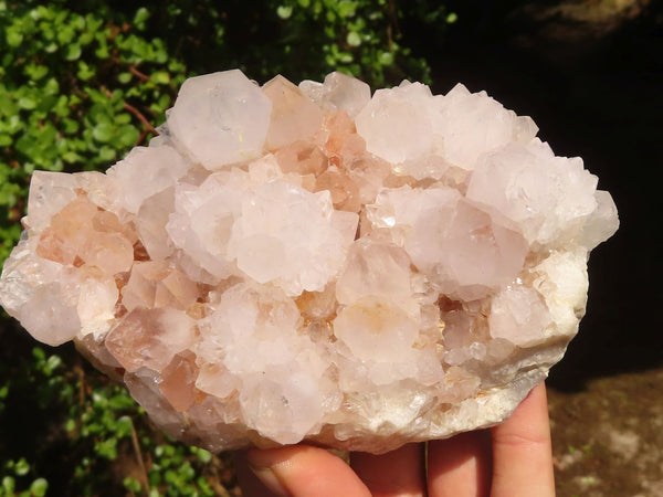 Natural White Spirit Cactus Quartz Clusters  x 2 From Boekenhouthoek, South Africa - Toprock Gemstones and Minerals 