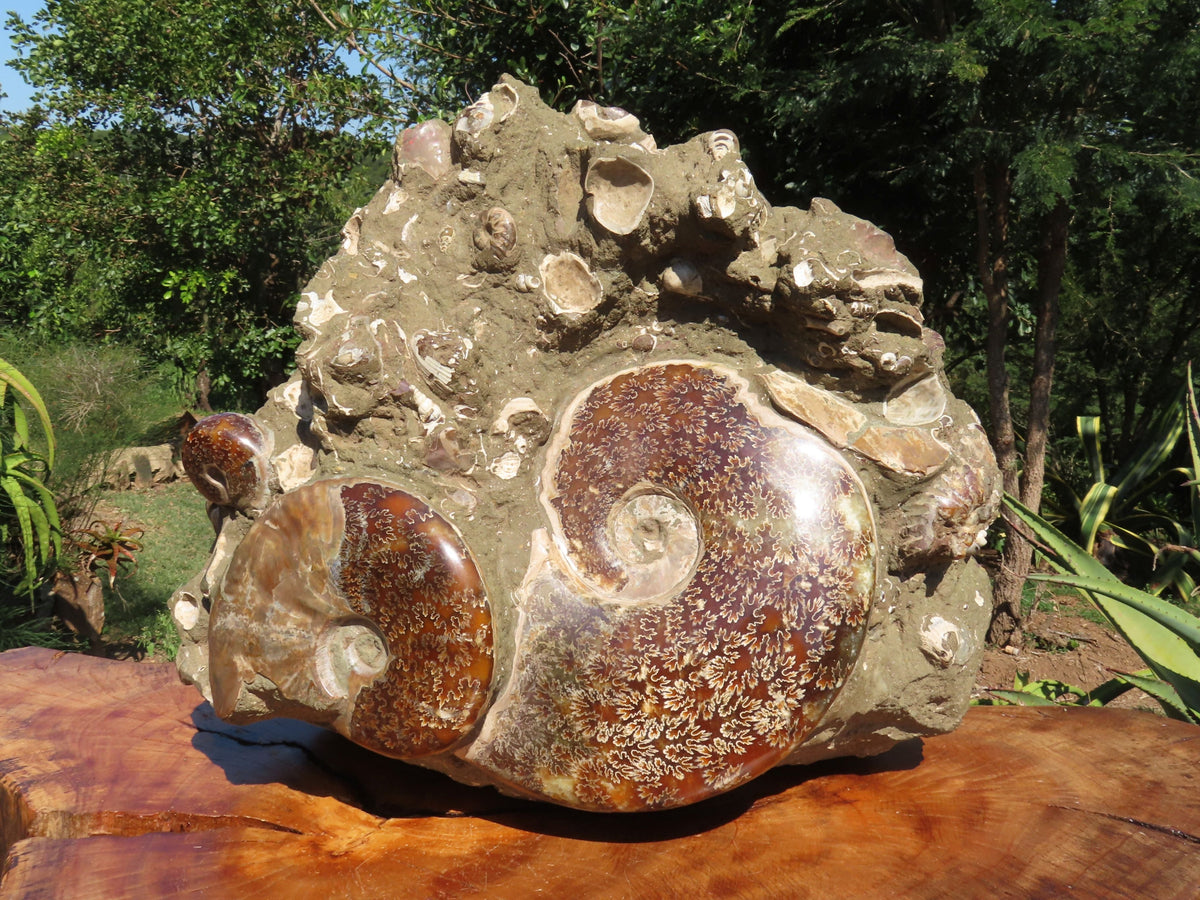 Polished Extra Large Ammonite Sealed Conglomerate Fossil x 1 From Mainterano, Madagascar - TopRock