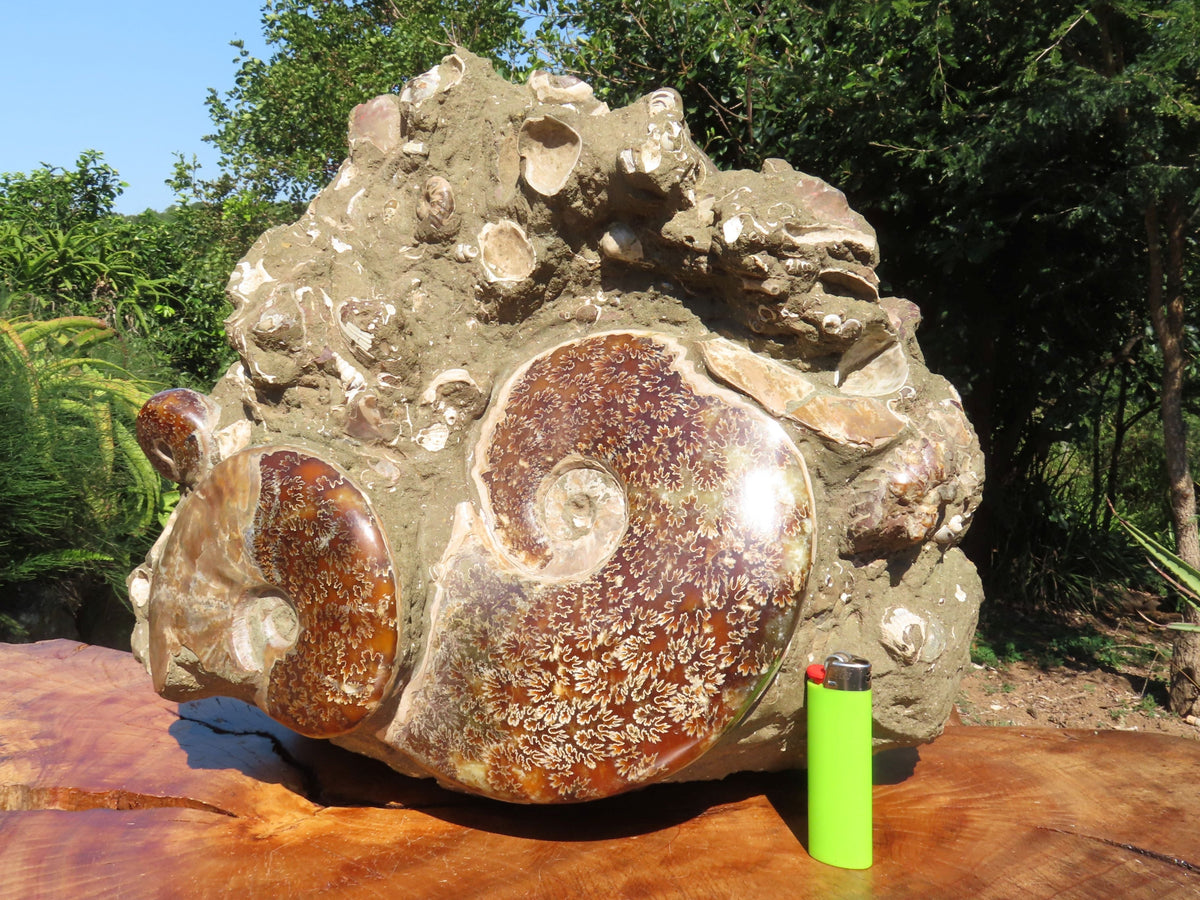 Polished Extra Large Ammonite Sealed Conglomerate Fossil x 1 From Mainterano, Madagascar - TopRock