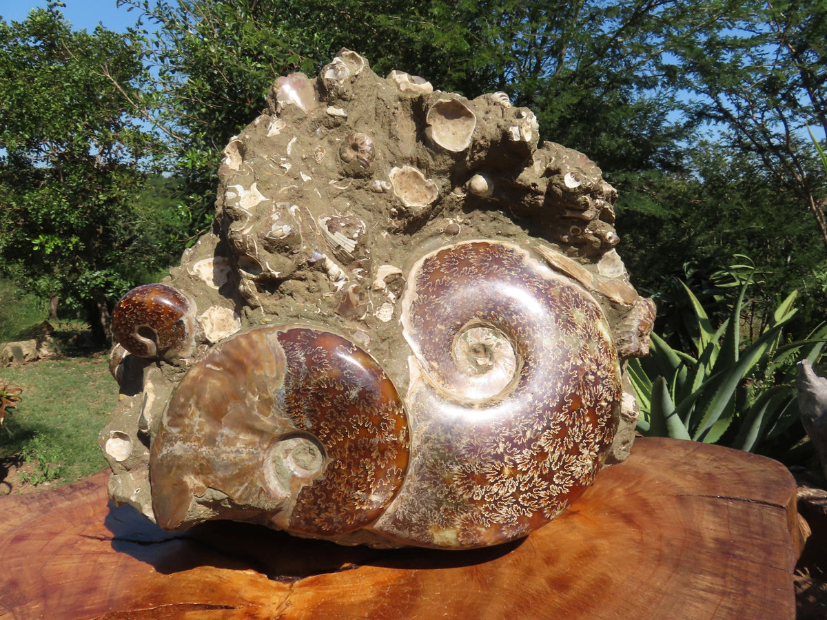 Polished Extra Large Ammonite Sealed Conglomerate Fossil x 1 From Mainterano, Madagascar - TopRock