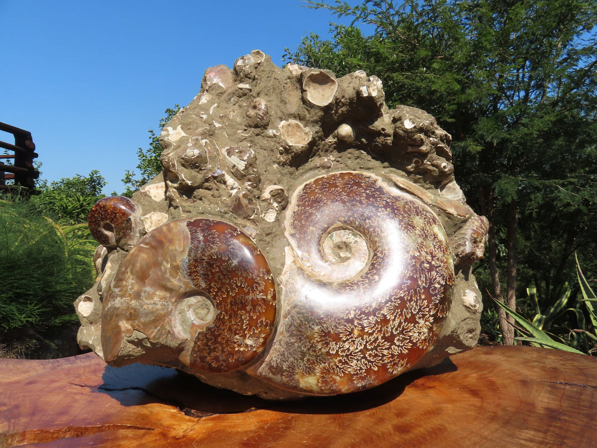 Polished Extra Large Ammonite Sealed Conglomerate Fossil x 1 From Mainterano, Madagascar - TopRock