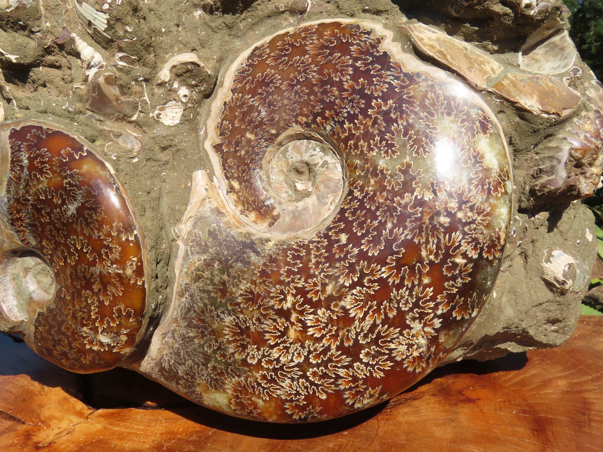 Polished Extra Large Ammonite Sealed Conglomerate Fossil x 1 From Mainterano, Madagascar - TopRock