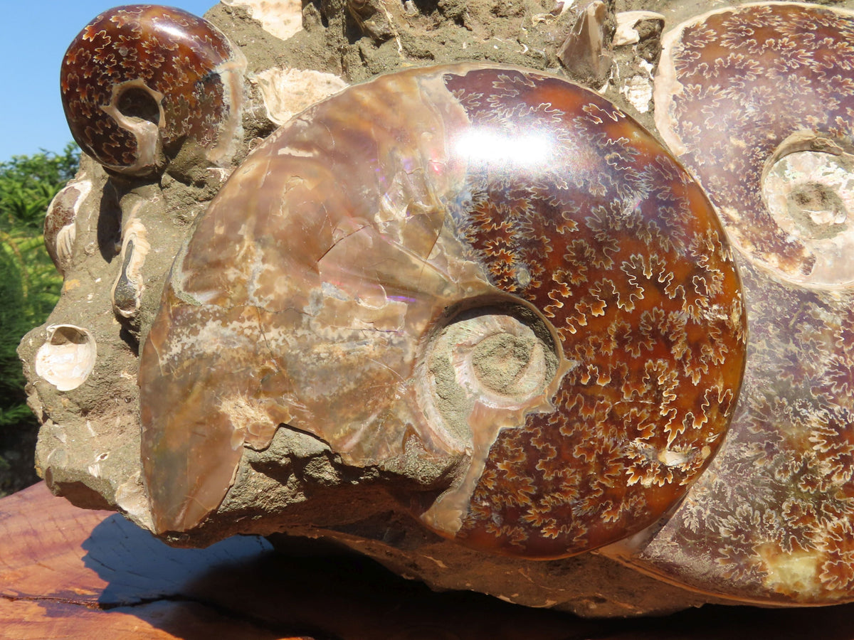 Polished Extra Large Ammonite Sealed Conglomerate Fossil x 1 From Mainterano, Madagascar - TopRock