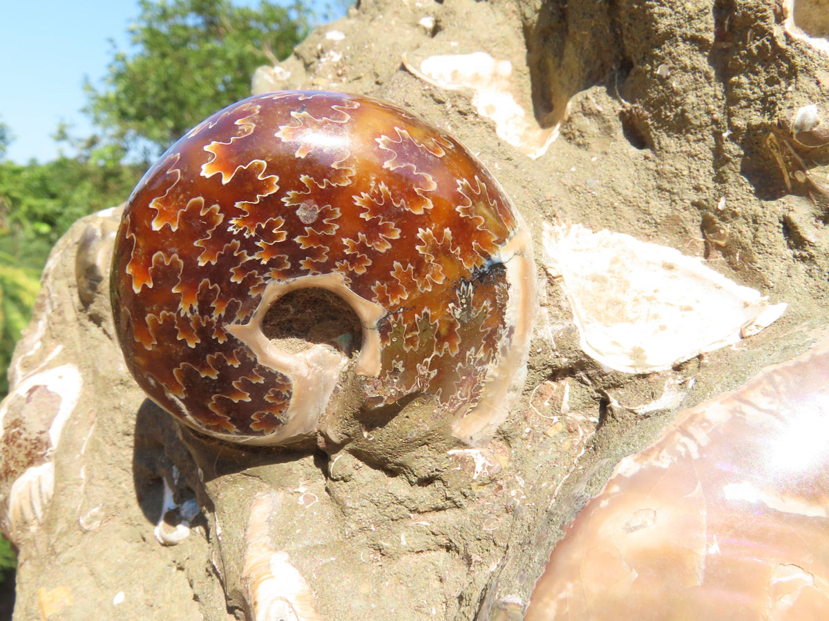 Polished Extra Large Ammonite Sealed Conglomerate Fossil x 1 From Mainterano, Madagascar - TopRock