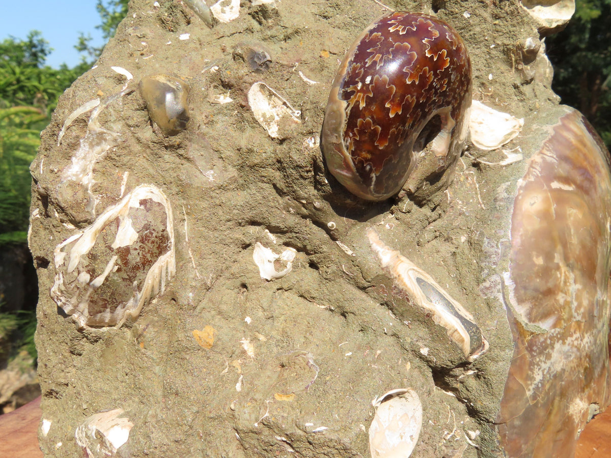 Polished Extra Large Ammonite Sealed Conglomerate Fossil x 1 From Mainterano, Madagascar - TopRock