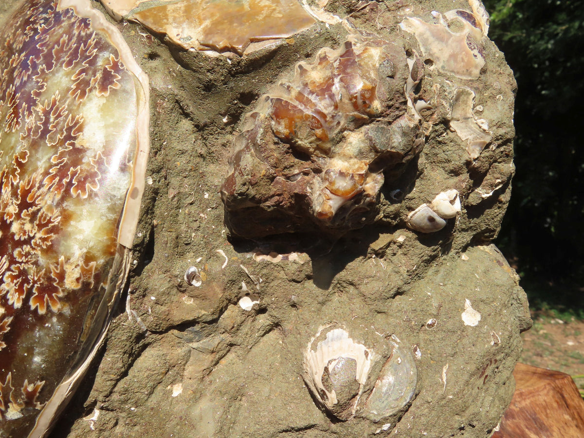 Polished Extra Large Ammonite Sealed Conglomerate Fossil x 1 From Mainterano, Madagascar - TopRock