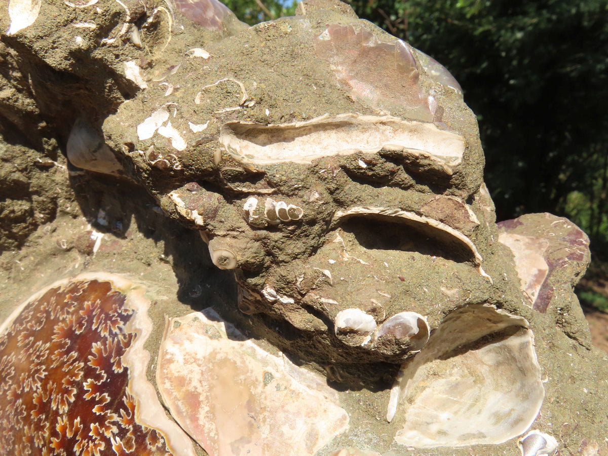Polished Extra Large Ammonite Sealed Conglomerate Fossil x 1 From Mainterano, Madagascar - TopRock