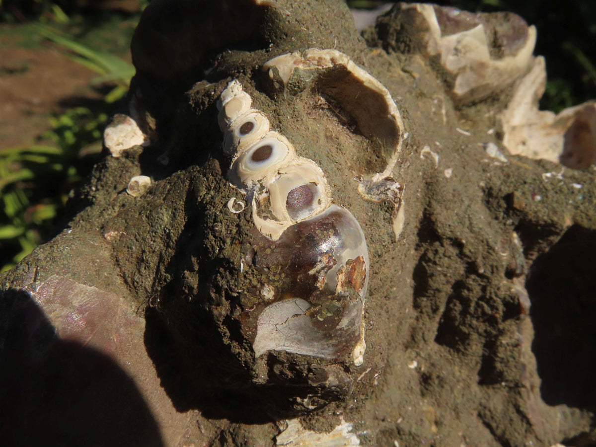 Polished Extra Large Ammonite Sealed Conglomerate Fossil x 1 From Mainterano, Madagascar - TopRock