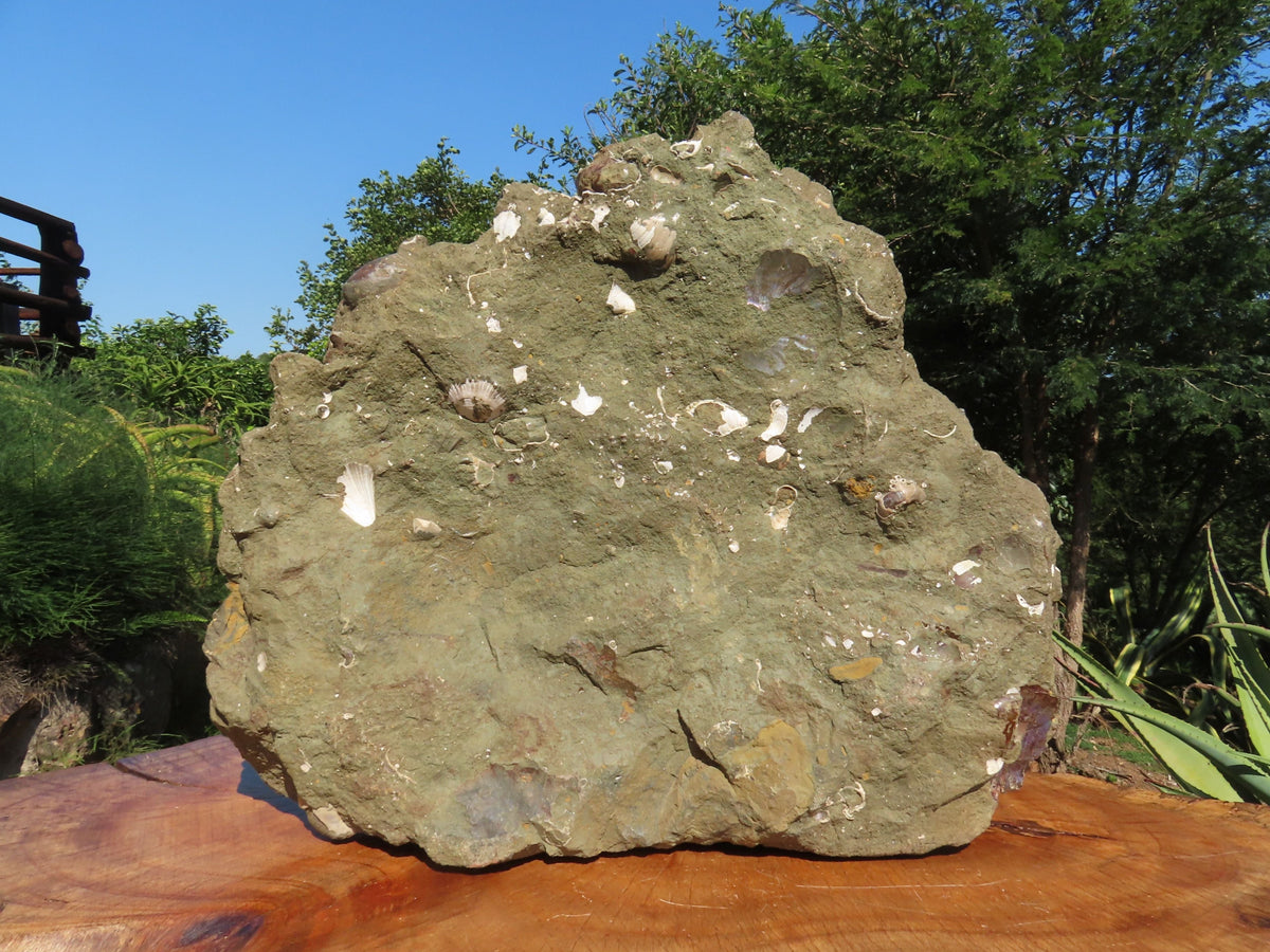 Polished Extra Large Ammonite Sealed Conglomerate Fossil x 1 From Mainterano, Madagascar - TopRock