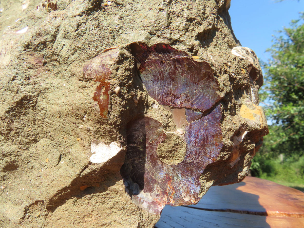 Polished Extra Large Ammonite Sealed Conglomerate Fossil x 1 From Mainterano, Madagascar - TopRock