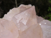 Natural White Flower Cactus Spirit Quartz Clusters  x 2 From Boekenhouthoek, South Africa - Toprock Gemstones and Minerals