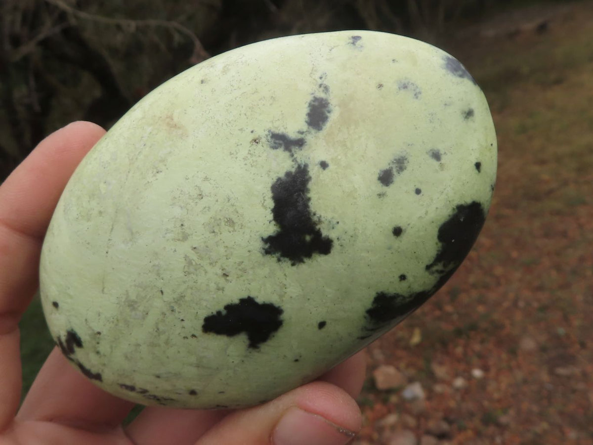 Polished Leopard Stone Free Forms x 5 From Zimbabwe - TopRock