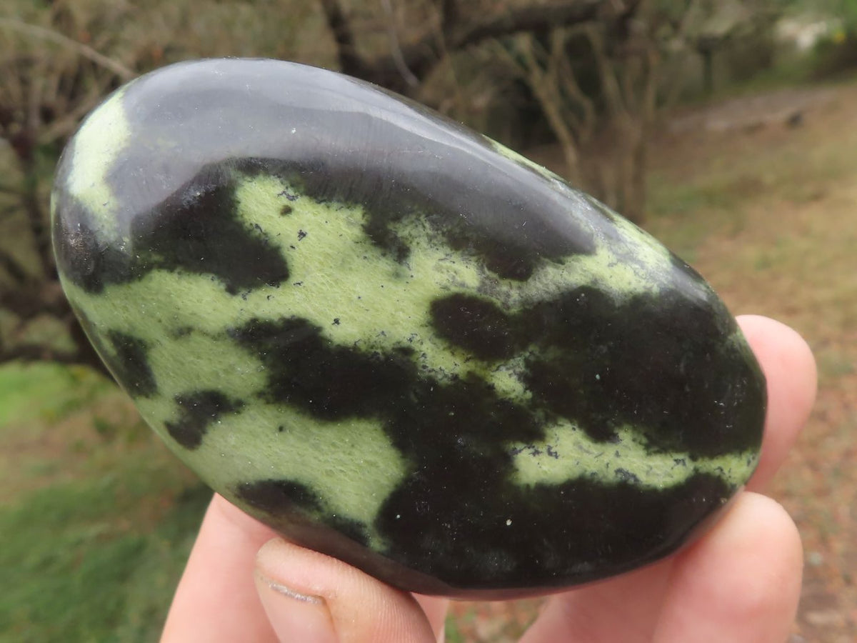 Polished Leopard Stone Free Forms x 5 From Zimbabwe - TopRock