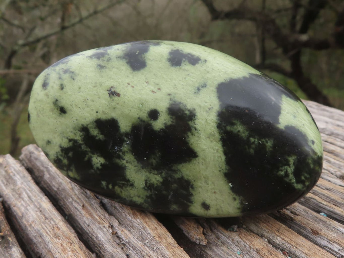 Polished Leopard Stone Free Forms x 5 From Zimbabwe - TopRock