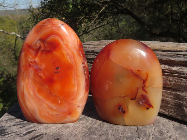 Polished Vibrant Carnelian Agate Standing Free Forms x 2 From Madagascar - TopRock