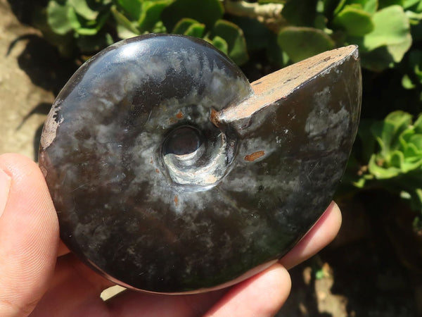 Polished Whole Black Calliphylloceras Ammonite Fossils  x 3 From Madagascar - Toprock Gemstones and Minerals 