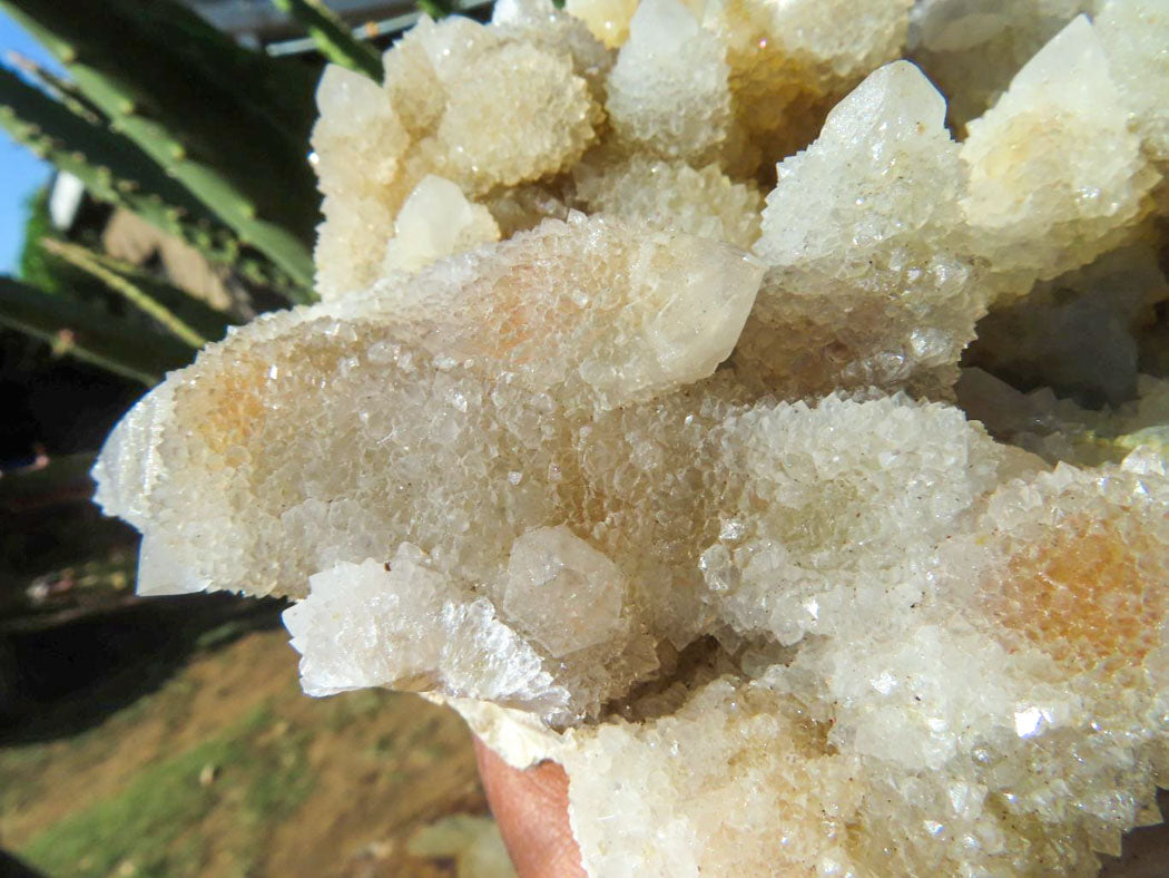 Natural Drusy Coated Unique Spirit Quartz In Cactus Flower & Fairy Finger Drusy Formations x 2 From Boekenhouthoek, South Africa - TopRock