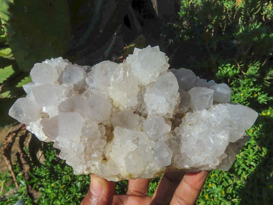 Natural Drusy Coated Unique Spirit Quartz In Cactus Flower & Fairy Finger Drusy Formations x 2 From Boekenhouthoek, South Africa - TopRock