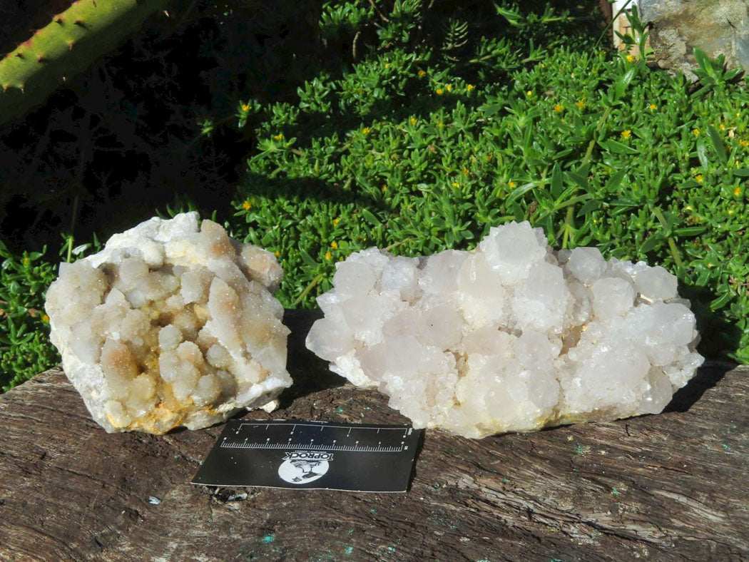 Natural Drusy Coated Unique Spirit Quartz In Cactus Flower & Fairy Finger Drusy Formations x 2 From Boekenhouthoek, South Africa - TopRock
