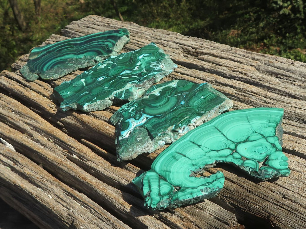 Polished Malachite Slices With Gorgeous Flower / Banding Patterns x 4 From Southern Africa - TopRock