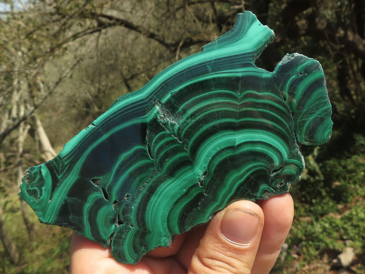 Polished Malachite Slices With Gorgeous Flower / Banding Patterns x 4 From Southern Africa - TopRock