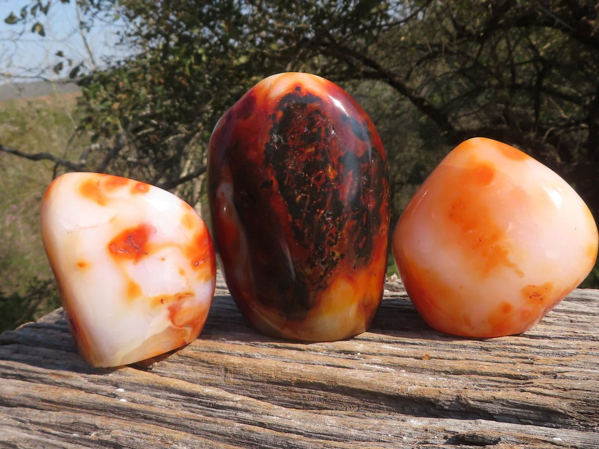 Polished Trio Of Contrasting Carnelian Agate Standing Free Forms x 3 From Madagascar - TopRock