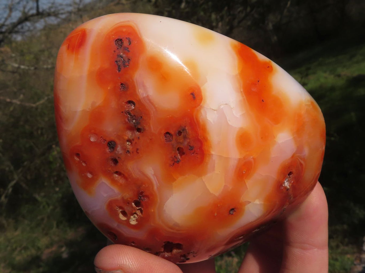 Polished Trio Of Contrasting Carnelian Agate Standing Free Forms x 3 From Madagascar - TopRock