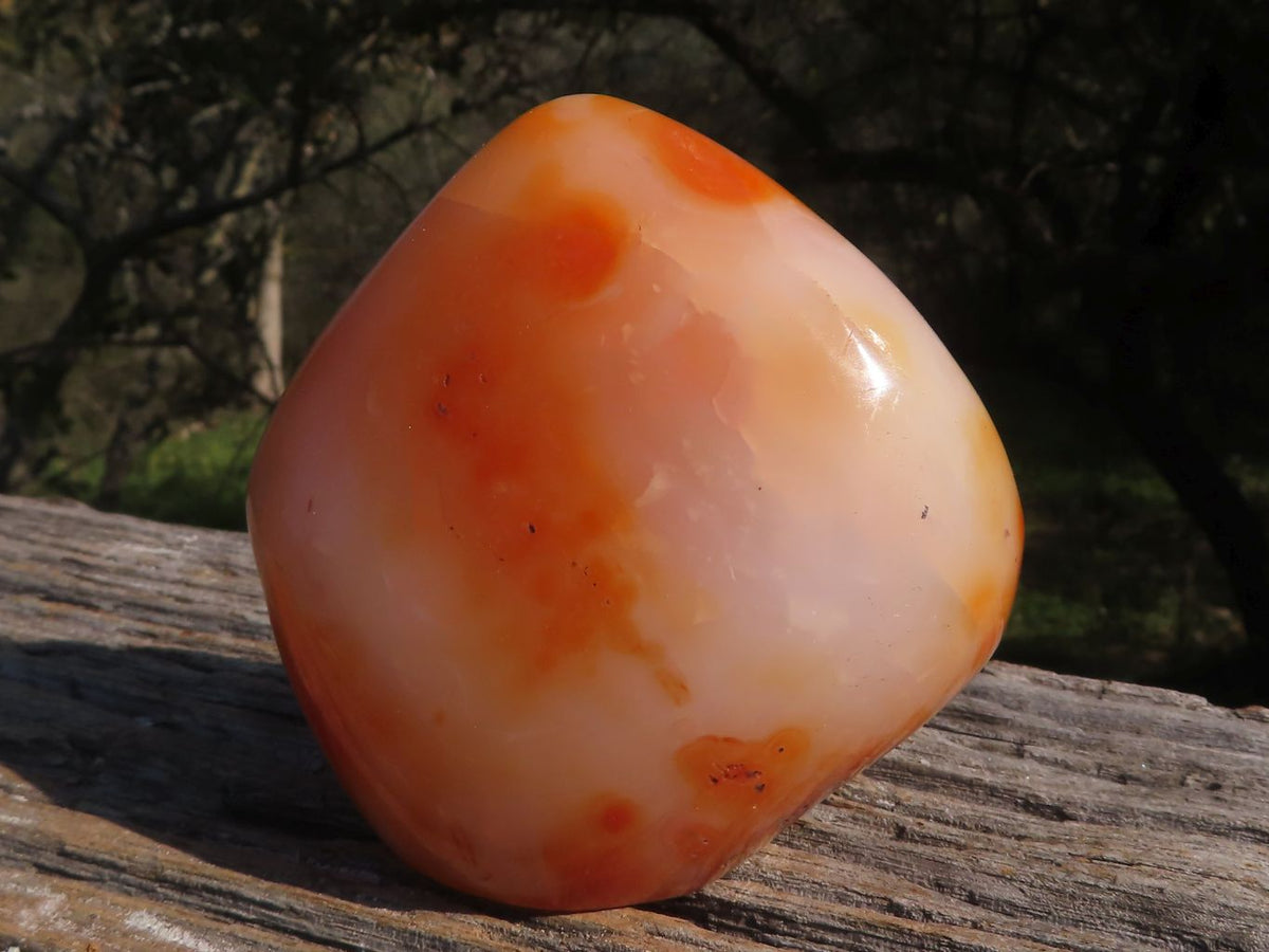 Polished Trio Of Contrasting Carnelian Agate Standing Free Forms x 3 From Madagascar - TopRock