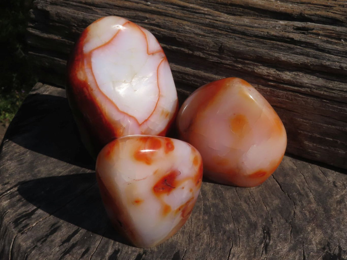 Polished Trio Of Contrasting Carnelian Agate Standing Free Forms x 3 From Madagascar - TopRock