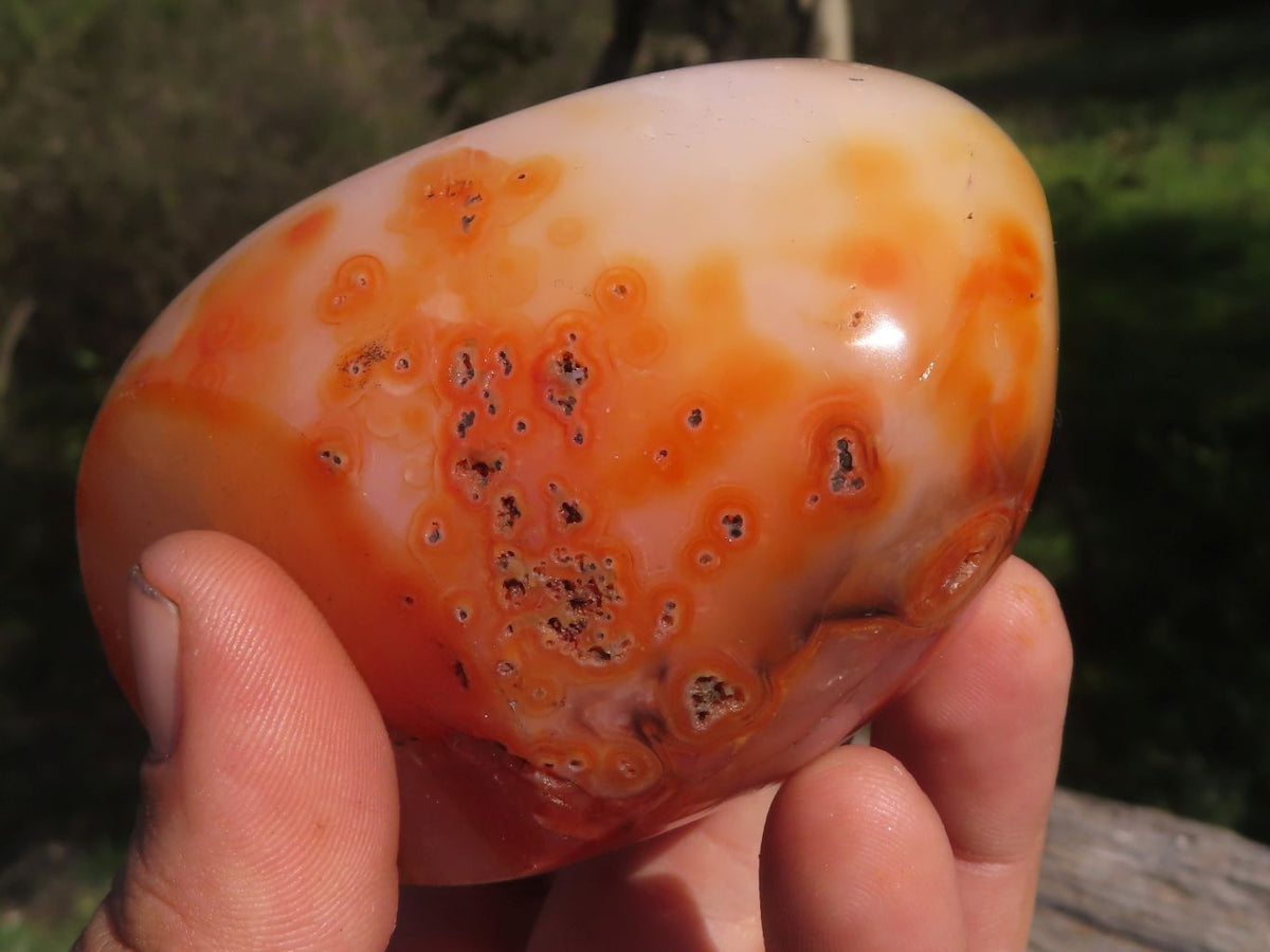 Polished Trio Of Contrasting Carnelian Agate Standing Free Forms x 3 From Madagascar - TopRock