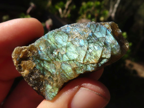 Natural Small Rough Labradorite Cobbed Pieces  x 35 From Tulear, Madagascar - Toprock Gemstones and Minerals 