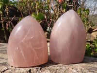 Polished Gemmy Rose Quartz Standing Free Forms x 6 From Madagascar - Toprock Gemstones and Minerals