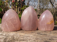 Polished Gemmy Rose Quartz Standing Free Forms x 6 From Madagascar - Toprock Gemstones and Minerals