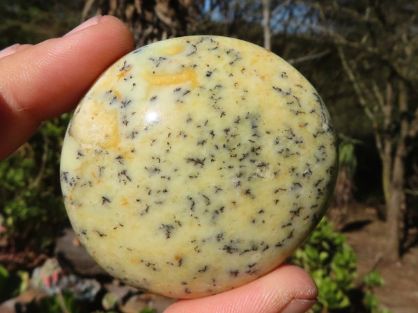 Polished Dendritic Opal Palm Stones  x 12 From Madagascar
