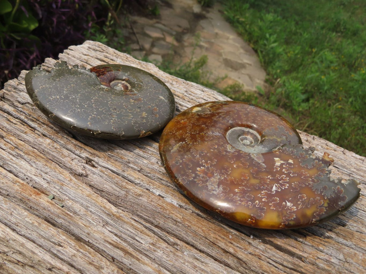 Polished Whole Ammonite Fossils x 2 From Madagascar - TopRock