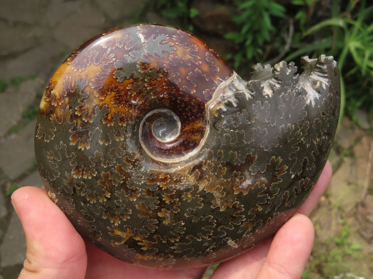 Polished Whole Ammonite Fossils x 2 From Madagascar - TopRock