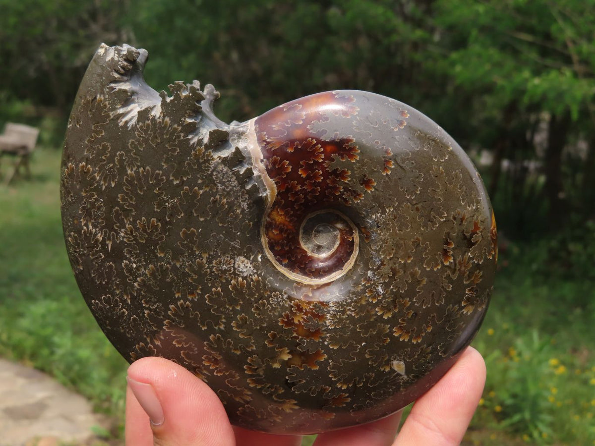 Polished Whole Ammonite Fossils x 2 From Madagascar - TopRock