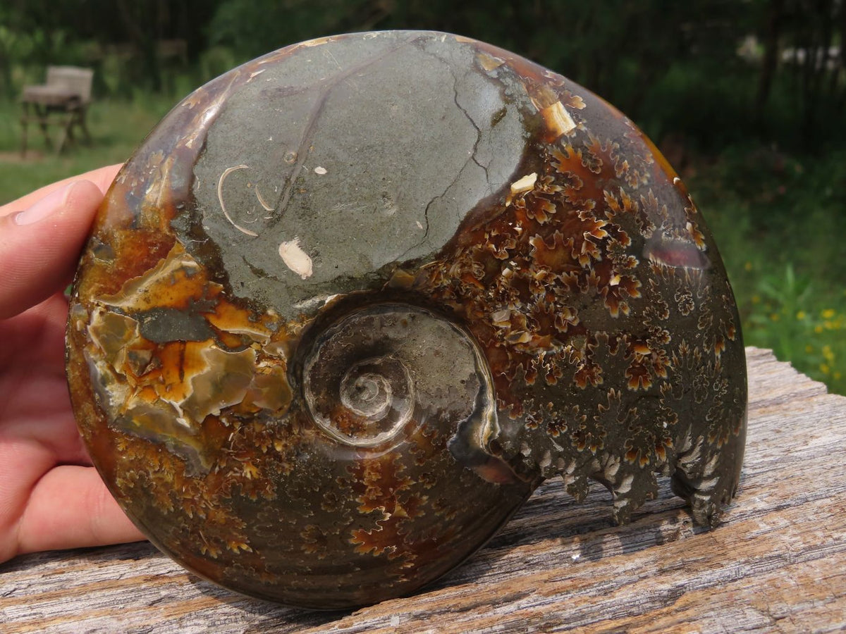 Polished Whole Ammonite Fossils x 2 From Madagascar - TopRock