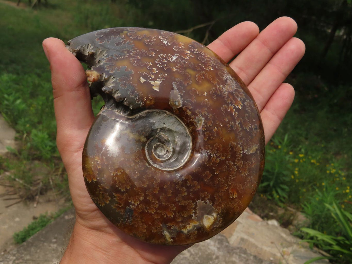 Polished Whole Ammonite Fossils x 2 From Madagascar - TopRock